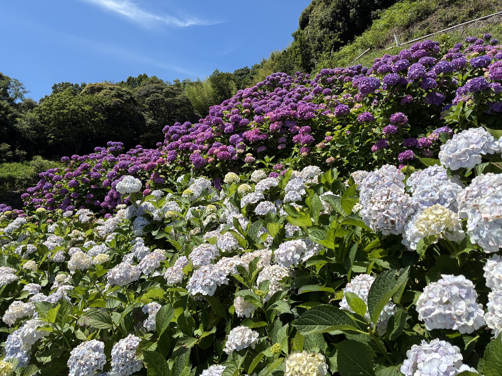 蒲郡の「形原温泉 あじさいの里」