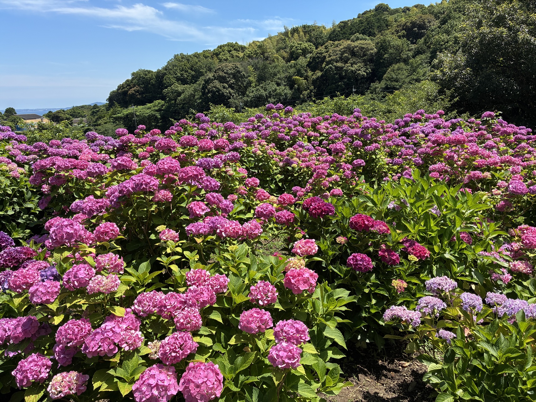 蒲郡の「形原温泉 あじさいの里」